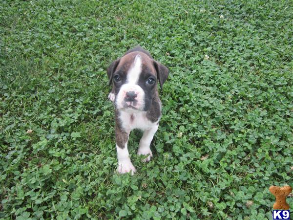 Puppies in KY